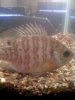 native fish1.jpg