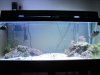 full tank shot 1.JPG full tank shot 1.JPG