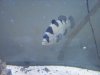 Clown grouper 1.JPG Clown grouper 1.JPG