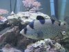 Clown grouper 2.JPG Clown grouper 2.JPG
