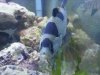 clown grouper 3.JPG clown grouper 3.JPG