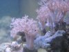 pulsing xenia 1.JPG pulsing xenia 1.JPG