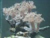 pulsing xenia2.JPG pulsing xenia2.JPG