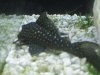 pleco 009.jpg