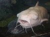 Albino_Catfish_by_WolfLoverZERO.jpg