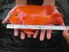 kkp big size 7inch.jpg