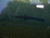 paddelfish 017.JPG