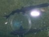 paddelfish 006.JPG