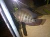 fish good 058.jpg fish good 058.jpg