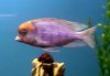Dolphin2.JPG Dolphin2.JPG