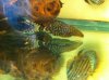 fish 004.JPG
