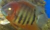 red severum.jpg