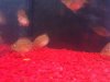 ImageUploadedByMonsterAquariaNetwork1329840773.097917.jpg