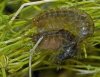 gammarus.jpg