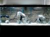75 gallon with background.jpg