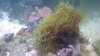 star polyps.jpg