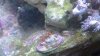 small zoas.jpg