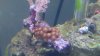 xenia and zoa colonies.jpg