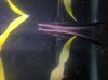 ImageUploadedByMonsterAquariaNetwork1330614319.382395.jpg
