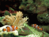 aquarium111134.gif