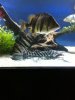 tigrinus.JPG tigrinus.JPG