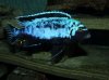 Pseudotropheus sp. 'Msobo Deep' [1].jpg