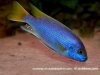 Yellow Tail Acei Cichlid [3].jpg