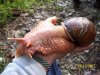 snail.jpg