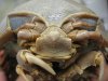 Bathynomus-Giganteus-PHOTOS.jpg