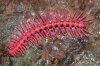 3_millipede_461.jpg