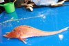 rare-orange-fish-022.jpg