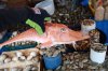 rare-orange-fish-012.jpg