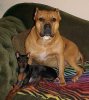 12-17 Zeus and Raven.JPG