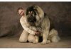 Caucasian Shepherd.jpg