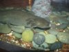 axolotl.JPG axolotl.JPG
