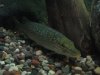 Northern Pike.JPG Northern Pike.JPG