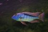 bucchochromis.jpg