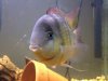 ImageUploadedByMonsterAquariaNetwork1332328004.763711.jpg