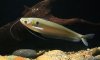 ompok_bimaculatus.jpg