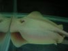 albino_Hemiculter_sp_04.jpg