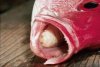 cymothoa-exigua16.jpg