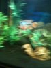 ImageUploadedByMonsterAquariaNetwork1332635201.058595.jpg