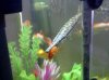 gar feeding 2.jpg