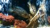 ImageUploadedByMonsterAquariaNetwork1333023801.654806.jpg