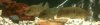 ImageUploadedByMonsterAquariaNetwork1333253344.873578.jpg