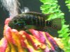 JackDempsey.JPG