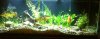 ImageUploadedByMonsterAquariaNetwork1333291076.944459.jpg