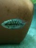 ImageUploadedByMonsterAquariaNetwork1333303170.468497.jpg