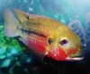 Oliver's Talapia redalli 1.jpg