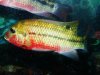 Oliver's talapia redalli 5.jpg
